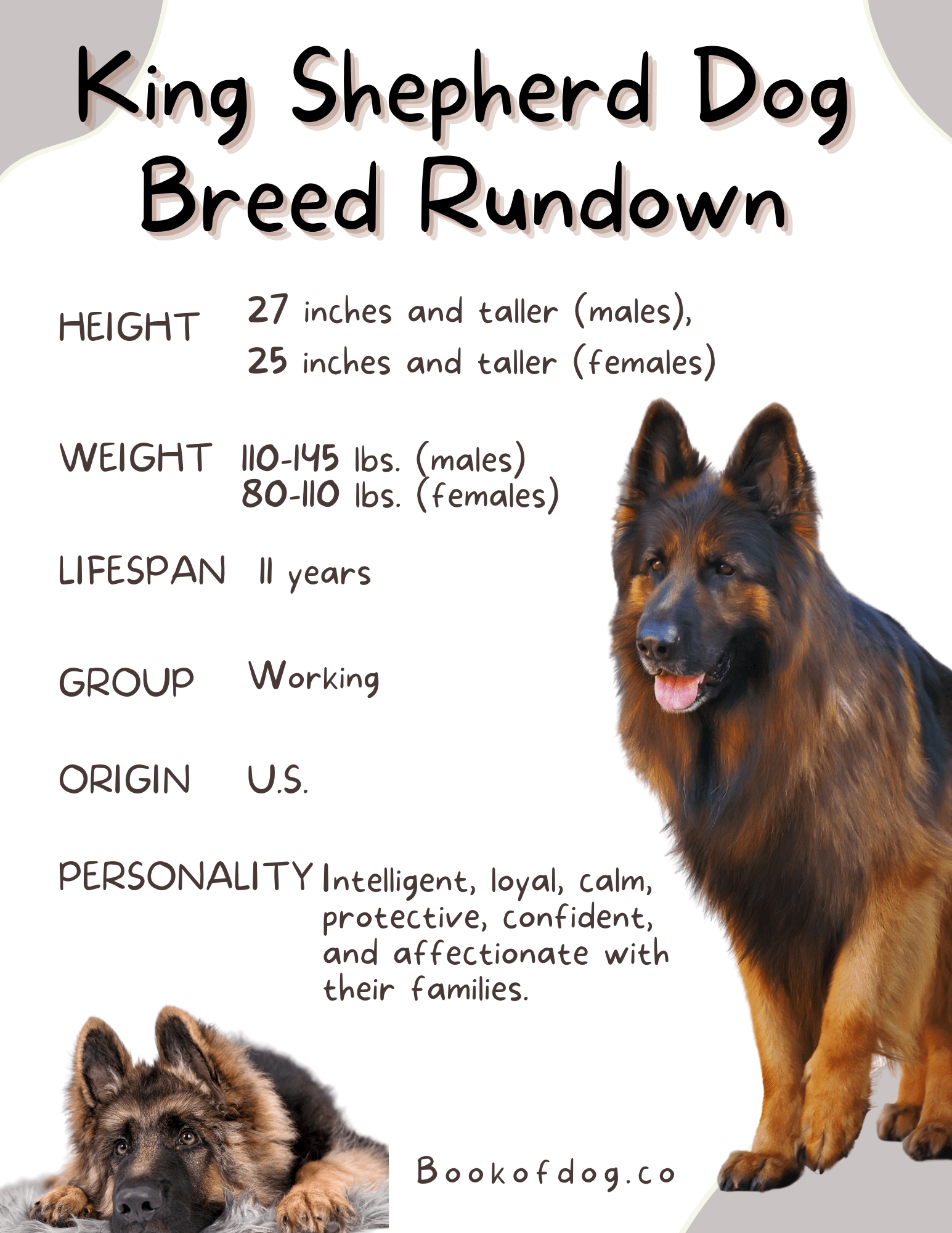 king-shepherd-dog