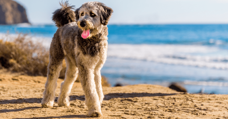 Aussiedoodle Dog Breed InformationAussiedoodle Dog Breed Rundown