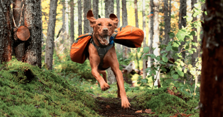 15 Best Dog Breeds for Trail Running