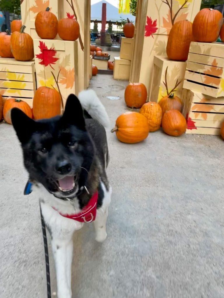 How to Celebrate Halloween With Your Dog