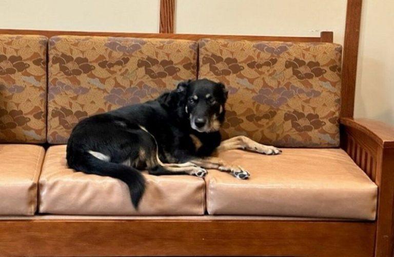 Dog Lives in a Nursing Home After Escaping Shelter