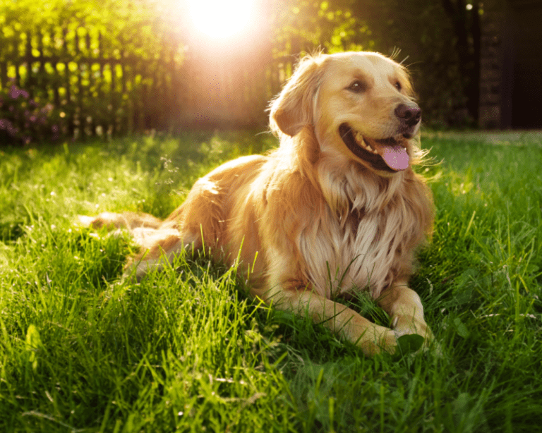 Golden Retriever Dog Breed Information