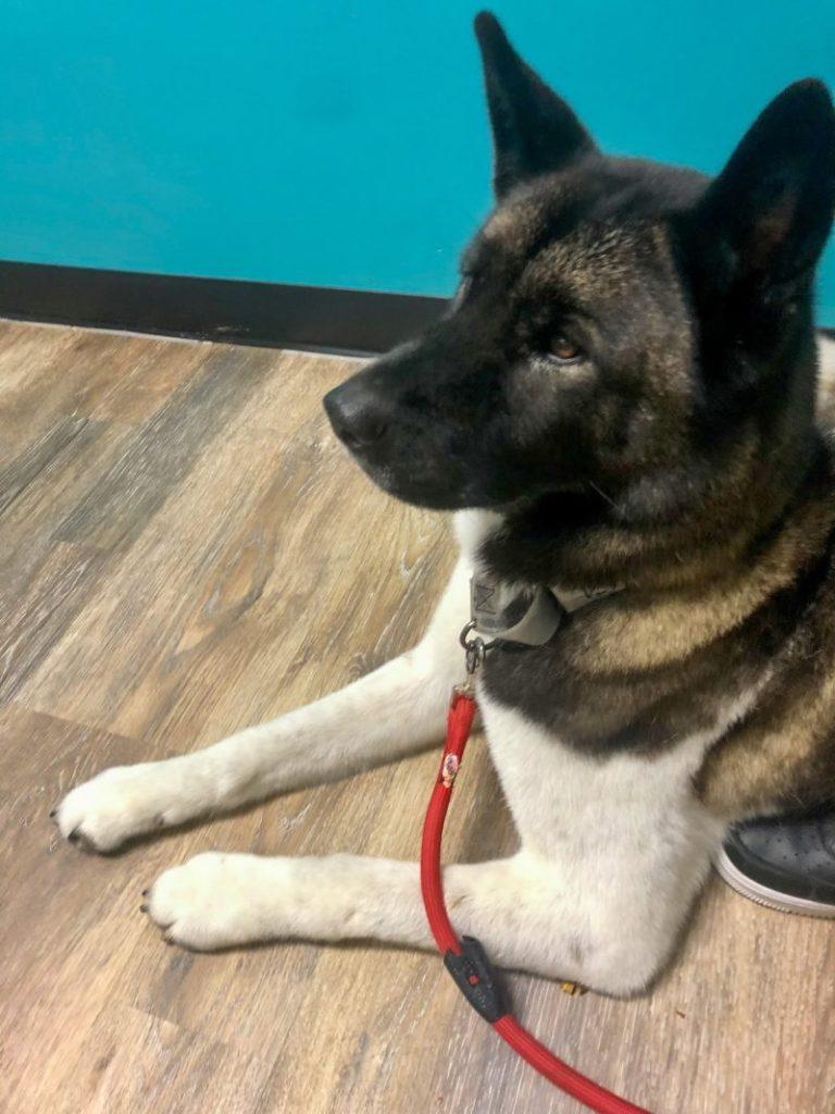 How Much Does a Vet Visit Cost for a Sick Dog? + Ways to Pay