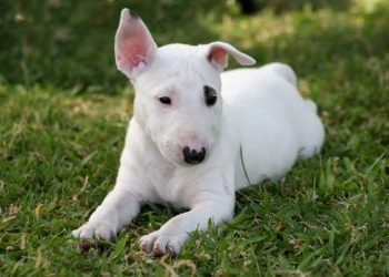 Hereditary Nephritis in Dogs: Symptoms, Causes, & Treatments