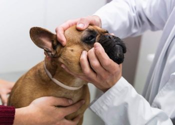 Skin Fold Dermatitis (Intertrigo) in Dogs: Symptoms, Causes, & Treatments