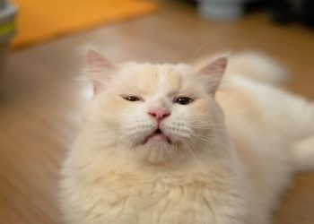 Why Do Cats Open Their Mouth When They Smell? Reasons Explained (Vet Answer)
