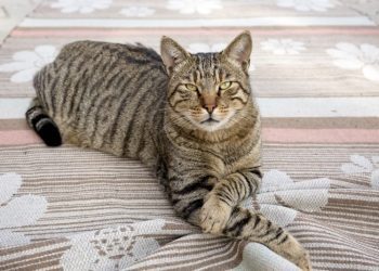 Tiger Cat: Info, Pictures, Facts & Origins