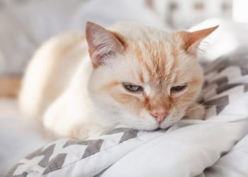 Hemolytic Anemia in Cats: Our Vet Explains the Causes, Treatment & FAQs