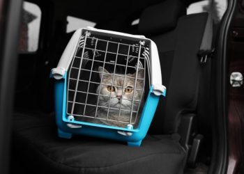 Can Cats Get Car Sick? Vet-Verified Facts & Info