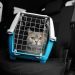 Can Cats Get Car Sick? Vet-Verified Facts & Info