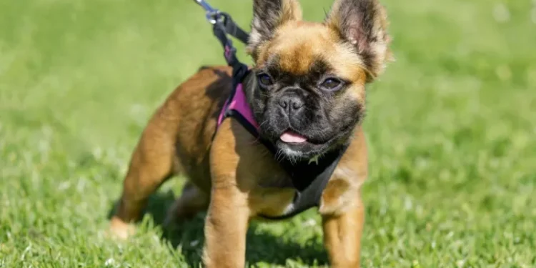 What Is a Fluffy French Bulldog?