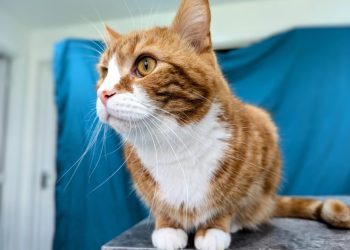 Alex – What Long Whiskers You Have!