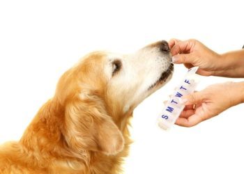 Ketoconazole for Dogs: Uses, Dosage, & Side Effects