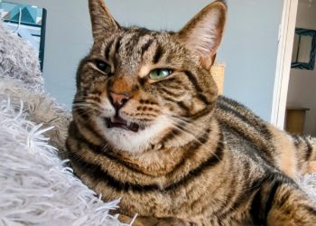 Would You Mind Keeping It Down? Cyril’s Strange Reaction to Sounds