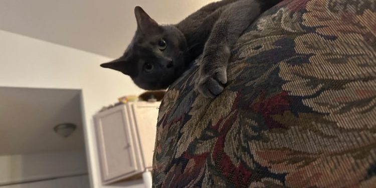 Is Your Cat a Stalker? Olga’s Creepy Ways