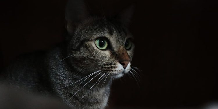 Should I Leave a Light on For My Cat? Vet-Approved Care Facts