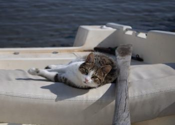Do Cats Get Seasick? Vet-Reviewed Facts & Info