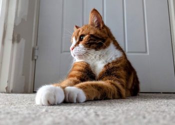 Alex Likes a Fresh Bowl: Litter Box Cleaning with 5 Cats