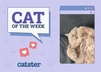 Catster Photo Contest: Cats of the Week Winners (November 14, 2024)