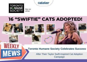 Toronto Humane Society Celebrates Success of Taylor Swift-Inspired Cat Adoption Campaign