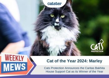 Celebrating Feline Heroes: Meet Marley, Cat of the Year 2024