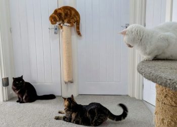 Dr. Karyn’s Feline Tried and Tested Home Improvements