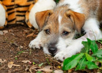Verminous Myelitis in Dogs: Symptoms, Causes, & Treatments