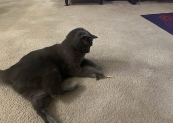 When Toys Put Cats in a Trance: Olga’s Transformation