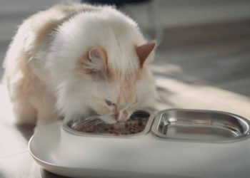 How Many Calories Should a Cat Eat? Vet-Reviewed Cat Feeding Guide