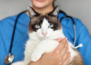 Fear-Free Vet: Vet-Verified Advantages, Disadvantages & FAQ