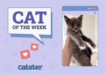 Catster Photo Contest: Cats of the Week Winners (December 19, 2024)