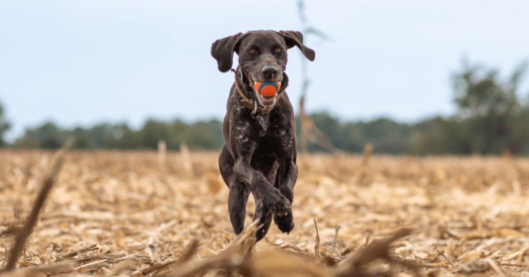 German Short-haired Pointer Dog Breed Information