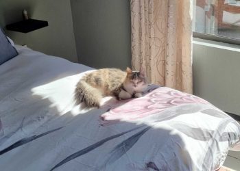 Ivy Settling In: Some of My Favorite Memories