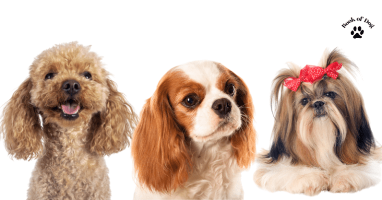 12 Best Dog Breeds for Seniors