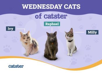 Things Our Cats Hate: The Wednesday Cats of Catster