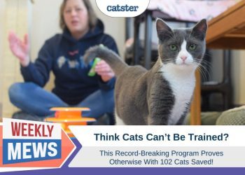 Think Cats Can’t Be Trained? This Record-Breaking Program Proves Otherwise With 102 Cats Saved!