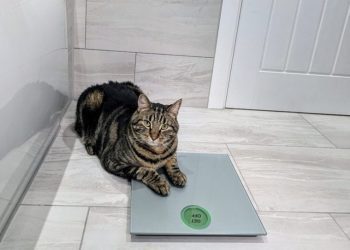 It’s Crunch Time, Cyril: A Weight Loss Journey (Part 1)