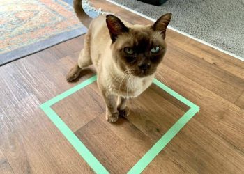 Why Do Cats Sit on Squares, Even If It’s Just Tape? 8 Interesting Reasons