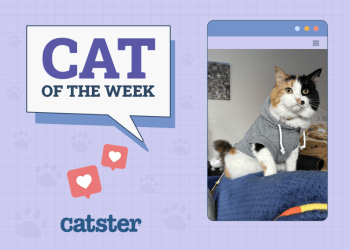 Catster Photo Contest: Cats of the Week Winners (Feb 27, 2025)