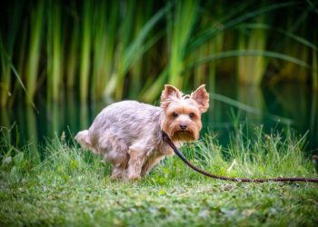 Miralax For Dogs: Uses, Dosage, & Side Effects