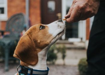 Most Popular Dog Training Methods