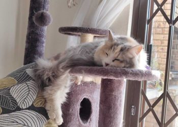 Moving with Cats: Ivy’s Tips for Stress-Free Relocation