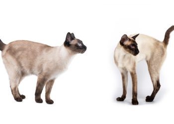 What’s the Difference Between a Siamese Cat and a Siamese Cat? It’s Complicated