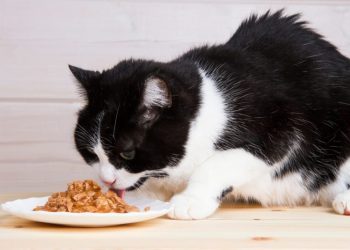 What Do Cats Need in Their Diet? 6 Vet Verified Essential Nutrients