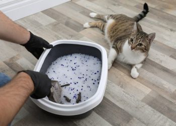 How Often Should I Change Cat Litter? 5 Things to Consider (Vet-Reviewed)
