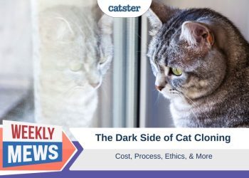 The Dark Side of Cat Cloning: Cost, Process, Ethics & More