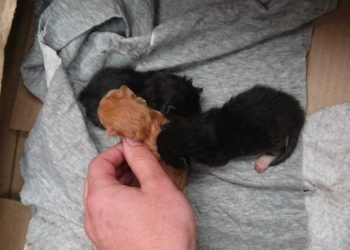 The Dustbin Kittens: A Tale of Heartache and Love