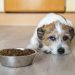 Gastroenteritis In Dogs: Symptoms, Causes, & Treatments