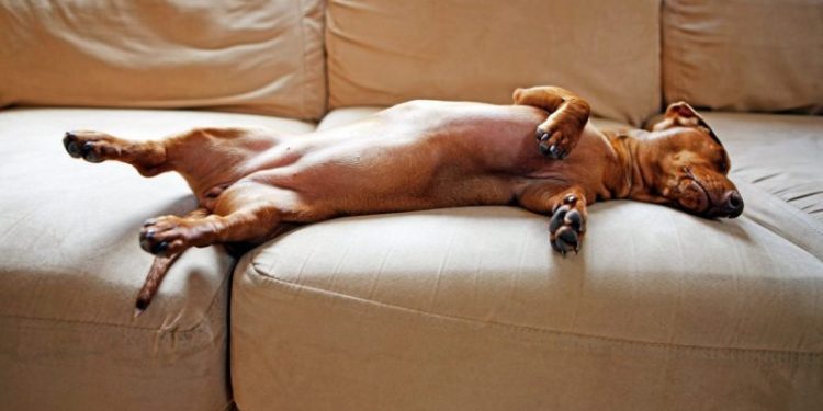 Hypoglycemia (Low Blood Sugar) In Dogs: Symptoms, Causes, And Treatments