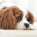 Syringomyelia (SM) in Dogs: Symptoms, Causes, & Treatments